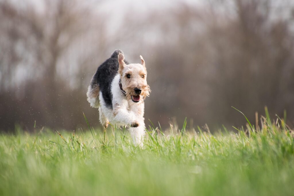 Camping in Pembrokeshire with Dogs