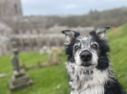 Dogs go free at Abercastle Campsite - Camping in Pembrokeshire