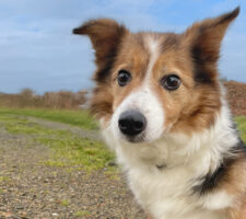 Dog Friendly Campsite West Wales Camping in Pembrokeshire