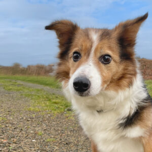 Dog Friendly Campsite West Wales Camping in Pembrokeshire