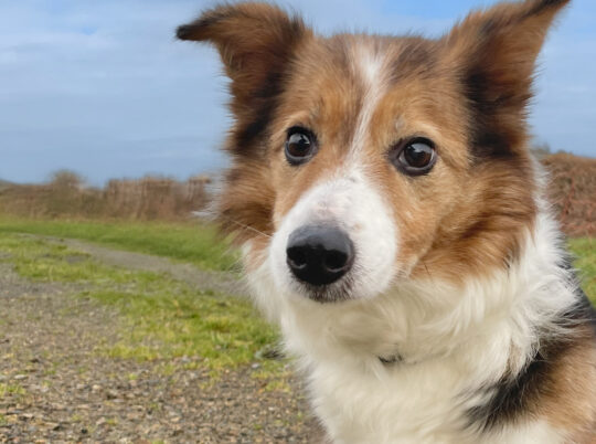 Dog Friendly Campsite West Wales Camping in Pembrokeshire