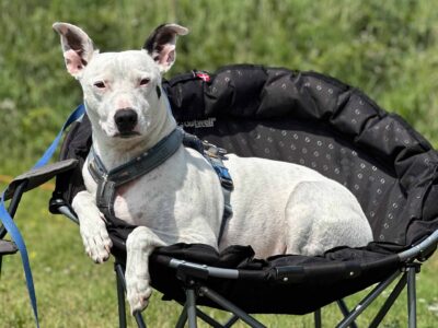 Dogs can relax at Abercastle Campsite